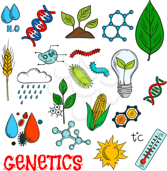 Genetic technologies in agriculture industry and science research experiments icon with colorful sketches of DNA and molecular models, corn vegetable, wheat ear and seedlings, plant cell structure, ch