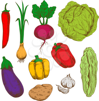 Sketchy fresh green cabbages, red and orange bell peppers and hot spicy chili, green onion with sappy leaves, sweet juicy purple beet with haulms, ripe potato, violet eggplant and pungent garlic veget