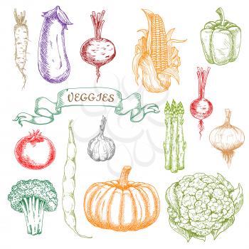 Engraving sketch illustration of fresh picked ripe tomato and pepper, onion and garlic, eggplant and beet, beans and broccoli, pumpkin and corn, radishes, cauliflower and asparagus vegetables
