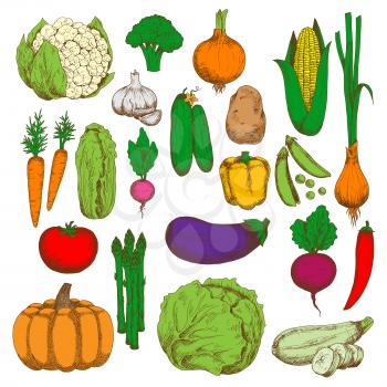 Green crunchy cabbages, cucumbers, cauliflower and asparagus, sweet corn, pumpkin, carrots and beet, ripe tomato, potato, eggplant and zucchini, juicy peas, peppers, onions and garlic, broccoli and ra