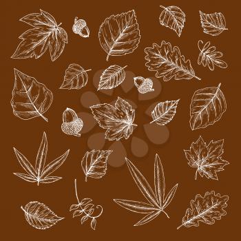 Autumnal fallen leaves and acorns chalk sketches with foliage and fruits of oak, maple, birch and cherry, palm, elm and poplar trees. Use as nature, ecology and season theme design