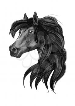 Horse head icon of black arabian stallion. Equestrian sporting competition mascot or t-shirt print design