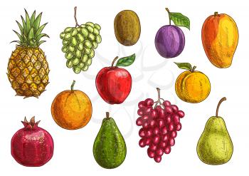 Tropical and exotic fruits set. Isolated vector sketch icons of juicy pineapple, green and red grape, pomegranate, orange, kiwi, apple, pear, guava, plum, apricot mango