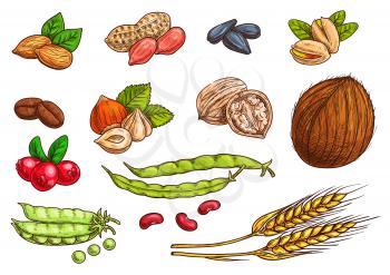 Nuts, grain, kernels and berries. Isolated sketch icons of plants seeds. Vector elements of wheat, almond, coffee beans, pea pod, bean, pistachio, coconut, sunflower seeds, peanut hazelnut walnut berr