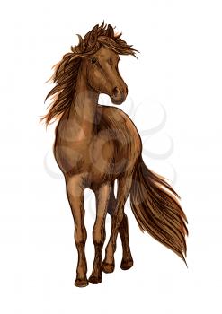 Sketch of brown horse with strong bay stallion of arabian breed with lush long mane and tail. Horse racing, equestrian sport or riding club design