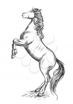 White horse rearing on hind hoofs sketch vector portrait. Trained mustang stallion perfoms on its rears