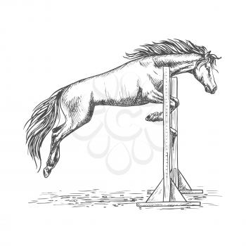 White horse racing and jumping over barrier sketch portrait. Trained mustang stallion on hippodrome sport horse races
