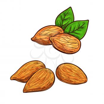Almonds. Isolated vector sketch almond nut with kernels and leaves for snack product label, packaging sticker, grocery shop tag, farm store