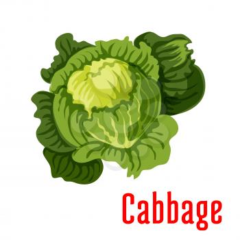 Cabbage vegetable icon. Vector isolated green leafy cabbage. Fresh farm food product element for sticker, grocery shop, store element