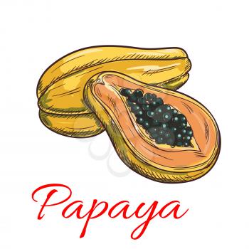 Papaya fruit vector color sketch icon. Isolated whole and half papaya slice. Sweet fruit product emblem for juice or jam label, sticker, farm store design element