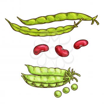 Green pea and bean vegetable sketch icons. Isolated open pea pod. Vegetarian fresh food product sign for sticker, grocery shop, farm store element