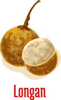 Longan. Vector isolated icon of whole and peeled, half cut longan exotic tropical fruit with juicy pulp. Fruit emblem for fruit shop, juice drink product label, menu card