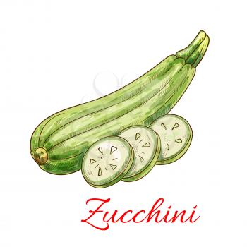 Zucchini vegetable. Veggies isolated squash. Vector sketch vegetable marrow