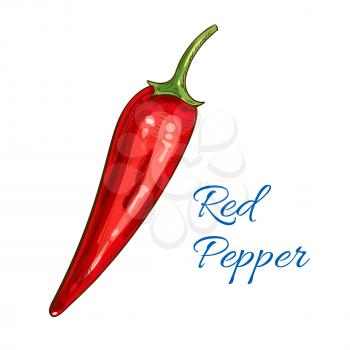 Pepper vegetable icon. Red spicy chili pepper pod. Vector isolated sketch object. Vegetarian and vegan cuisine spice. Whole veggie of mexican jalapeno hot pepper for grocery store, farmer market