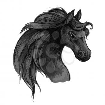 Furious wild black horse. Raging mustang with flared nostrils and burning fierce eyes. Vector sketch portrait