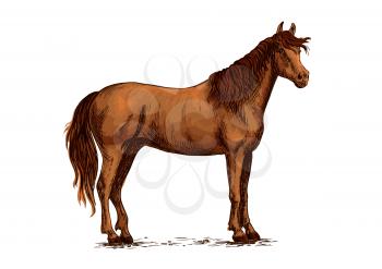 Brown arabian mustang stallion. Horse vector sketch for equestrian racing sport, horse riding races club, bets equine design. Wild horse standing on straight hooves with head turned aside and wavy man