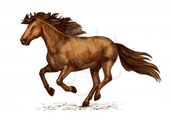 Horse racing vector sketch. Arabian mustang running or galloping on sport races. Brown wild or farm stallion symbol for equestrian horserace riding club, equine exhibition or contest