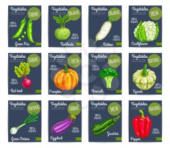 Vegetables price cards. Farm fresh organic green pea, kohlrabi, daikon radish, red beet and cauliflower, pumpkin, broccoli, squash and onion, eggplant and zucchini, pepper. Healthy vegetarian food tag