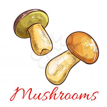 Mushrooms sketch. Vector edible mushroom penny bun, cep, porcino or porcini. Vegetarian or vegan protein ingredient for food nutrition and cooking. Botanical Boletus edulis forest plant isolated objec