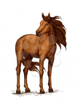 Stand of horse stallion or broodmare sketch. Mustang or domestic chestnut mammal, wild purebred animal with wavy mane and long tail, powerful hoof. Thoroughbred american racehorse symbol, equestrian h