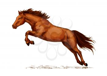 Jumping stallion or horse, equine sport sketch. Racehorse mustang or broodmare, purebred wild chestnut mare. Horsey or equestrian animal sport with jump over obstacles like oxer or cavaletti, sport cl