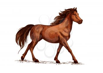 Equine animal or horse, stallion running sketch. Wildlife mustang gait and domestic marish ambling, thoroughbred mare with hoofs on ground or racehorse gallop. Hippodrome, sport club and wild nature t