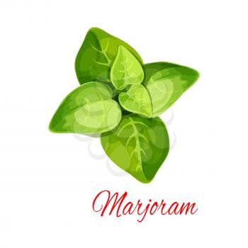 Marjoram spice herb isolated icon. Oregano plant branch with fresh green leaves cartoon poster for healthy food theme, salad recipe, spices or essential oil label design
