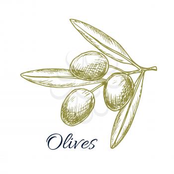 Green olives bunch sketch icon of olive-tree plant branch. Vector isolated design for olive oil label, salad dressing ingredient and seasoning of healthy vegetarian and vegan vegetable food menu