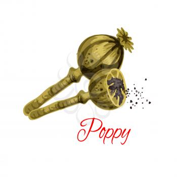 Poppy capsule with seeds vector icon. Herbal spice of flower plant for culinary cuisine condiment, flavoring or bakery and dessert filling ingredient. Isolated vector dried poppy pod heads for grocery
