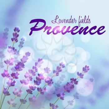 Lavender background for perfume, aroma therapy, soap, cosmetic, perfumery products design. Provence fields of blooming lavender on background of blue blurred sun light