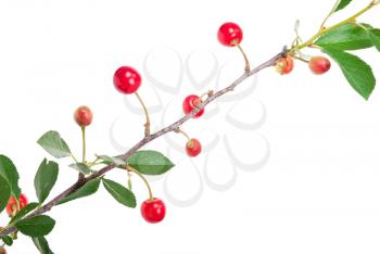 Cherries on a branch 