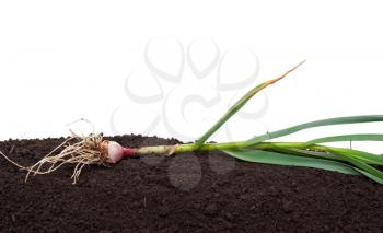 Royalty Free Photo of a Clove of Garlic on the Stem Laying in Dirt