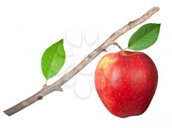 Dry branch with apple