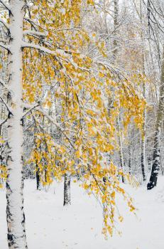 Birch trees in fall colors and fresh snow