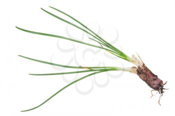  Allium rubens. Onion