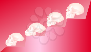 Skulls.Evolution steps