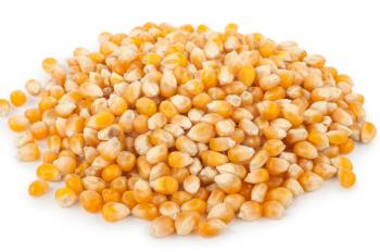 Corn seeds