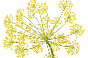 Dill Umbel Isolated