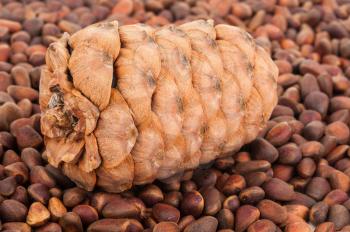 Cedar cone and nuts