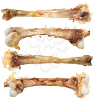 Chicken bones on white background