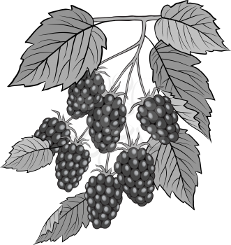Blackberries Clipart
