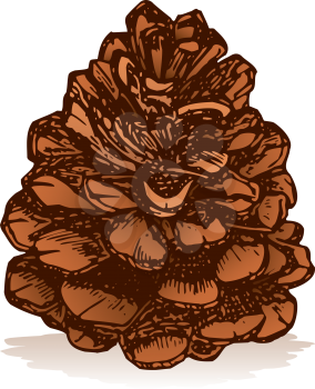 Royalty Free Clipart Image of a Pine Cone