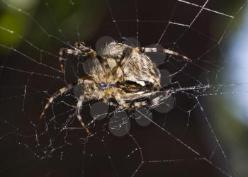 Close-up of Beautiful spider on the web