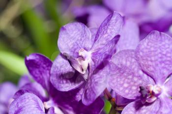 Close-up of lilac cymbidium orchid (orchidaceae) in Keukenhof park, Netherlands