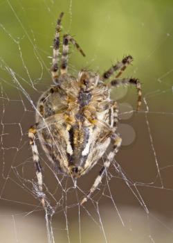 Closeup of large spider on the cobweb