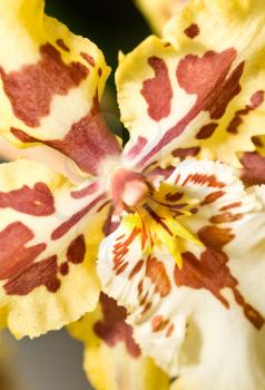 Close-up of orchid flower in Keukenhof perk