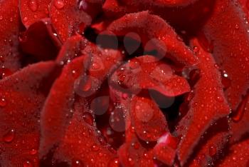 Closeup of the wet rose bud with droplets of water 