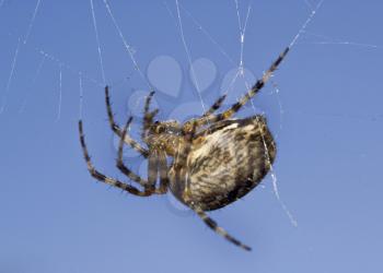 Macro of spider on web over blue sky