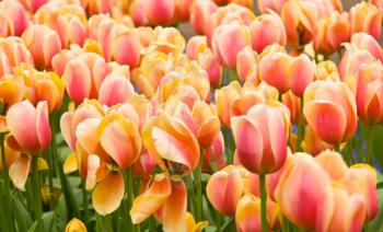 Pink and yellow Dutch tulips flowerbed in Keukenhof park in Holland