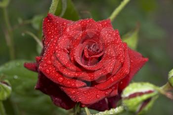 Beautiful rose with water drops